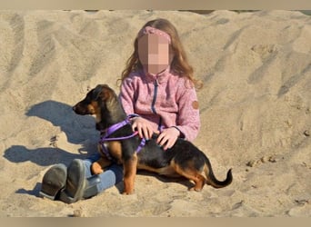 Frenzie sucht Familieanschluss (47839 Krefeld)