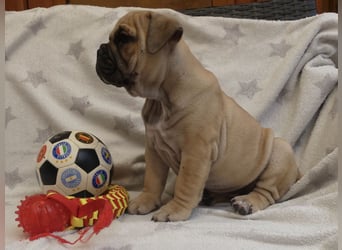 Freiatmige Bulldoggenwelpen Abgabebereit