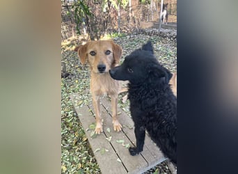 Freundlicher PANCHO ist ein liebevoller und allseits beliebter Traumhund
