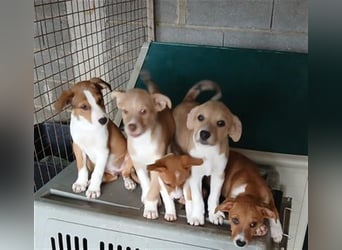 Hundekind JOCA sucht Familie mit Herz