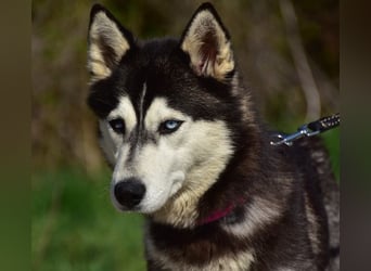 Dory sucht Husky Liebhaber