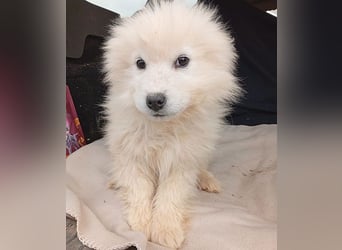 (R) ❤️ kleine Schneeflocke NERO - 3,5 Monate, später 54cm - Samojede
