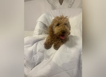 Wunderschöne Mini/Medium Goldendoodle Hündin (max.38cm) in Apricot/Rot zu verkaufen 5 Monate alt