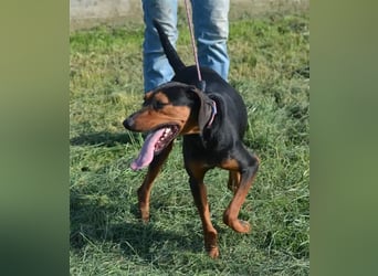 NOTFALL - „Lena“, hält den Stress im Tierheim nicht aus. Ca. 2022 geb. Weint ganz doll im Zwinger
