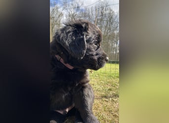 Wunderschöner Golden Retriever - Labrador Mix Welpe