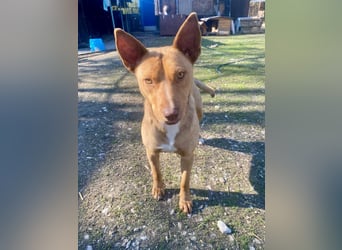 VIKI  ca. 1,5 J. hundeverträgl. Thai Rigdeback-Mix-Hündin sucht