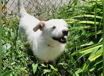 BENNY sucht ein Zuhause