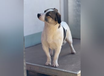 Merle – eine sanfte Seele auf der Suche nach Sicherheit und Geborgenheit