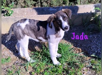 Jada geb. 01/2022 (ESP) - ausgeglichene und aufgeschlossene Schönheit!