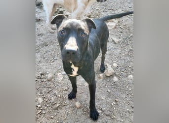 Freundlicher Staff-Mix ♥Dante♥ Vermittlung CH+AT+B+NL