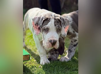 Superschöne nicht ganz reinrassige Deutsche Doggenwelpen können bald ausziehen