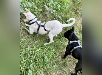 Barbi, sucht dringend einen neuen Platz
