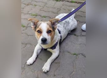 Didier - freundlicher, aktiver, verspielter kleiner Jack Russel-Mix Rüde / z.Zt. noch in Rumänien