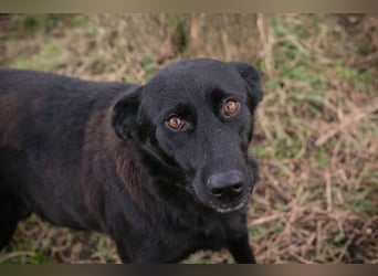 Sonja: Hundemama sucht Zuhause