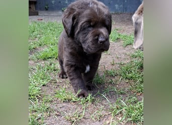 Labrador Welpen mit Ahnentafel