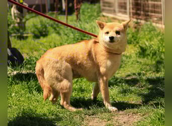 Arabesque PP – Zarte Shiba Inu-Dame sucht ruhiges und einfühlsames Zuhause
