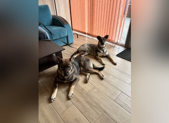 Mutiger RICHARD ist ein idealer Hund für eine Familie