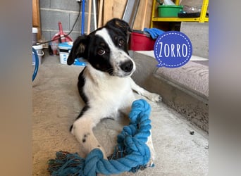 Zorro ein ganz lieber Kerl
