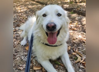 Vendy - schüchterne aber freundliche Kuvasz-Mix Hündin / zur Zeit noch in Rumänien