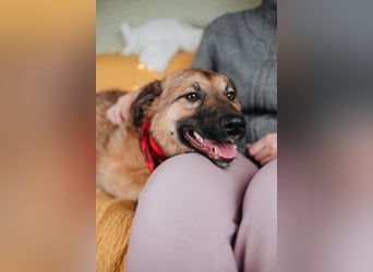 Hundemädchen Chloe sucht Familie