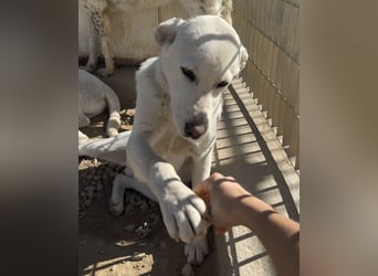 Wayne: er wäre gerne ein Familienhund