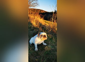 Englische Bulldogge Benjamin