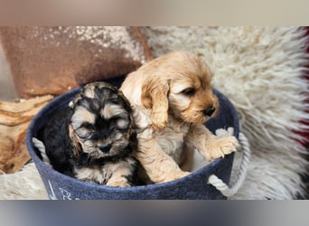 Cockapoo Welpen Englisch Cockerspaniel x Pudel