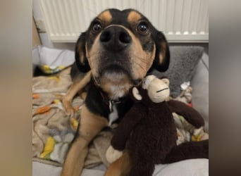 Zako sucht sein Für-Immer-Zuhause ❤️