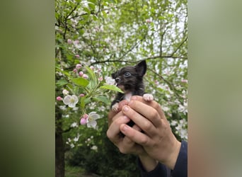 Chihuahua Welpen mit Ahnentafel