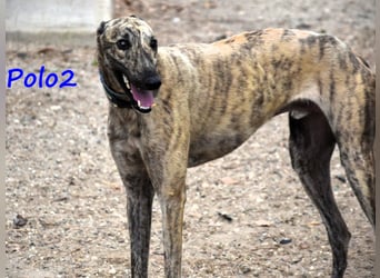Polo2 geb. 05/2021 (ESP) - sehr lieber, freundlicher und kontaktfreudiger Galgo!