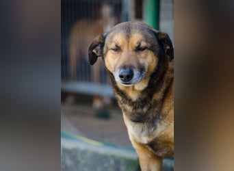 RAMBO sucht liebevolles Zuhause