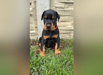 Dobermann Welpen Bohemia Gotika