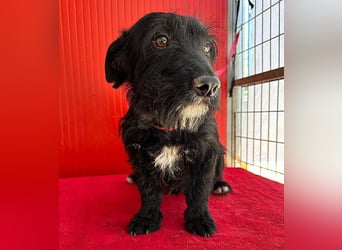 (R) kleiner Herzensbrecher KIKO - 2,5 Jahre, 30cm/8,5kg - Schnauzuer-Mix