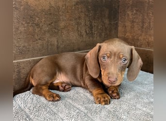 Zwerg Dackel Welpen in besonderen Farben (blue / choco / Harlekin) suchen tolles Zuhause