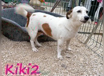 Kiki2 geb. 05/2020 (GRC) - selbstbewusste, kleine Hündin!