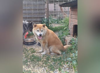 Fürge PP – sanfter Shiba-Rüde sucht ruhiges Zuhause
