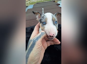 Mini bullterrier - Australian shepherd mix welpen
