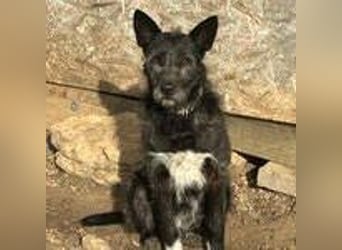 Kormi, Schnauzer Mischling, geb. 01.12.2015, ca. 45 cm, 20 kg NOTFALL