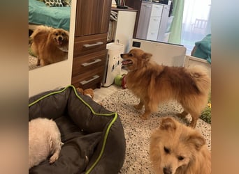 Charlie SR - Süßer Schatz sucht liebevolles Zuhause!
