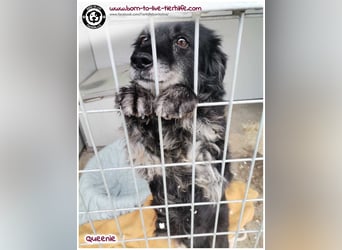 Freundliche QUEENIE sucht ein liebes Zuhause