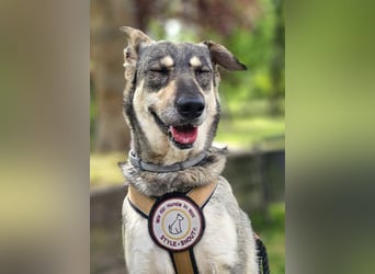 Nadja - fröhliche, aktive, liebe Schäferhund Mix Hündin / Pflegestelle in Remlingen