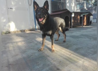 Athena - gibst Du mir eine Chance ?