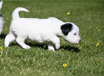 traumhaft hübscher Tibet Terrier Welpen aus erfahrender Zucht  sind geboren dürfen im Juni ausziehen