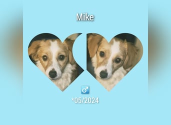 Junghund Mike 28cm, sucht ein liebevolles Zuhause als Zweithund