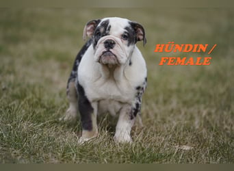 Bezaubernde  & Freiatmende Englische Bulldogge Babys auf Familiensuche