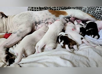 American Bulldog Welpen aus Hybrid/Standard Verpaarung ab Mitte Juni abzugeben, www.cocodin-bulls.de