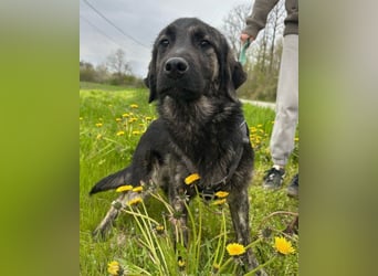 Mischling♥Monty♥ dein Freund fürs Leben