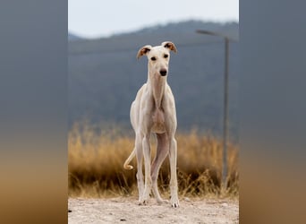 ❤️ BLANCA ❤️