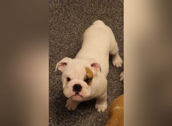 Englische Bulldoggen welpen Top Pedigree FCI