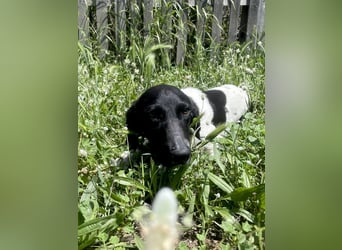 Sanfter und entspannter Junghund PEPPO sucht eine Familie!